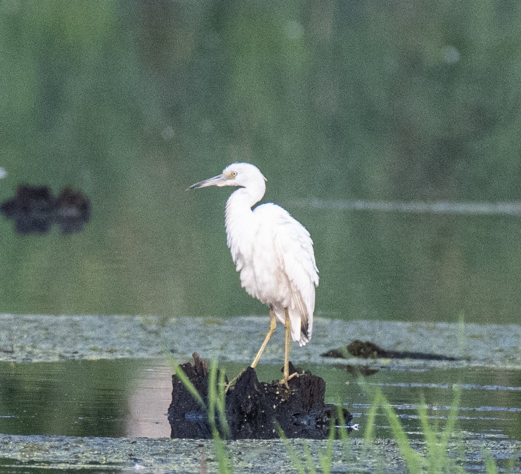 Little Blue Heron - ML622543137