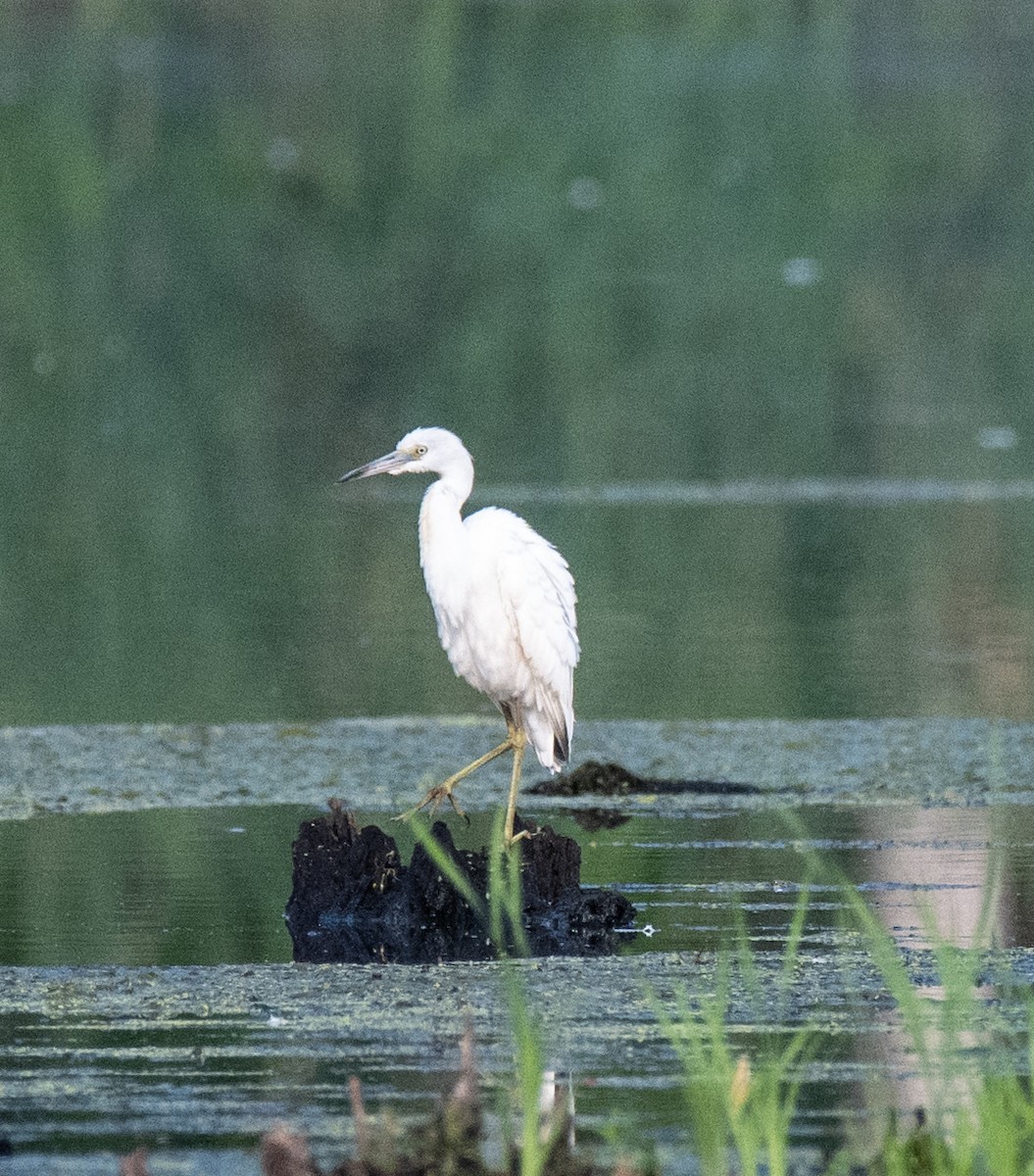 Little Blue Heron - ML622543138