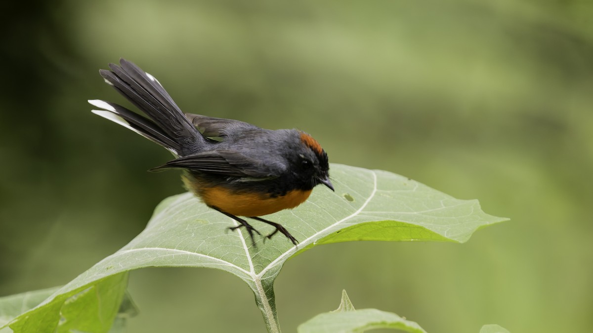 Slate-throated Redstart - ML622543148