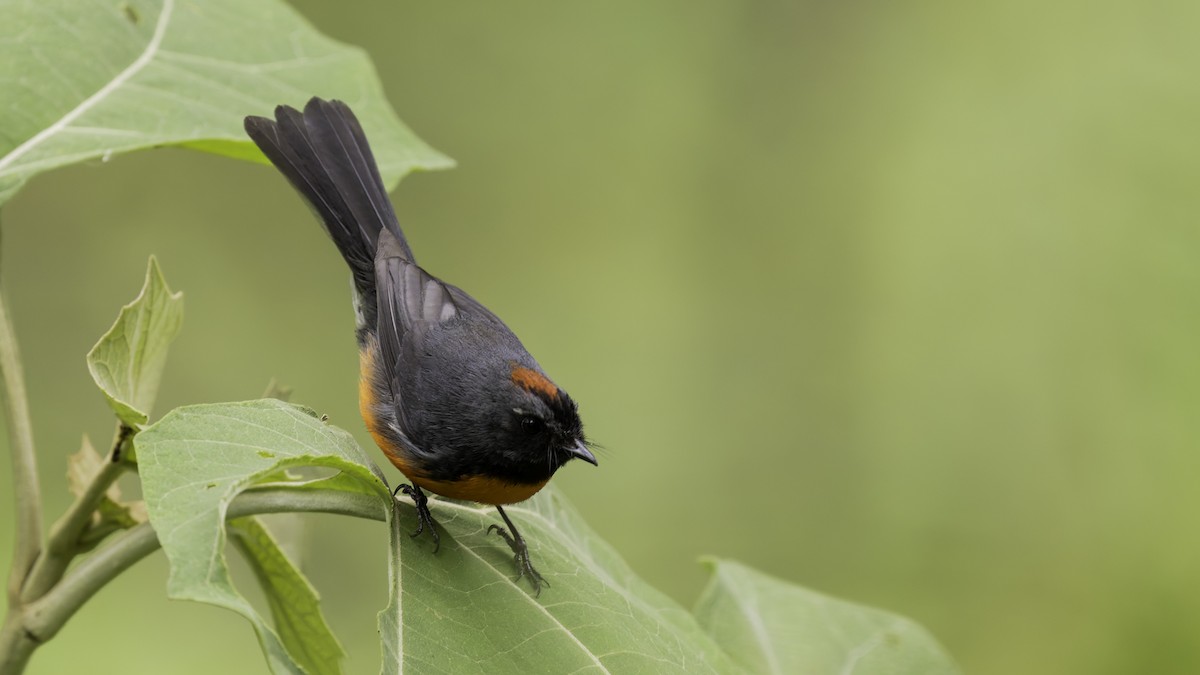 Slate-throated Redstart - ML622543155