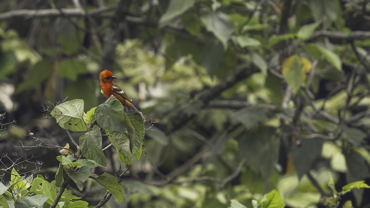 Flame-colored Tanager - ML622543165