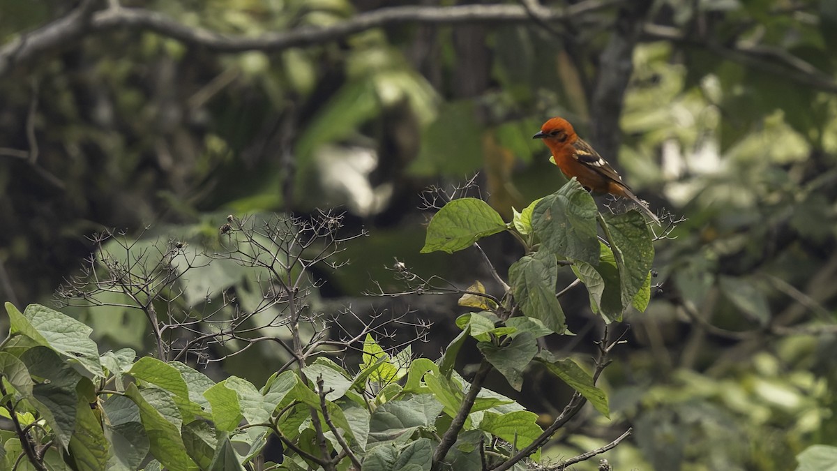 Flame-colored Tanager - ML622543169