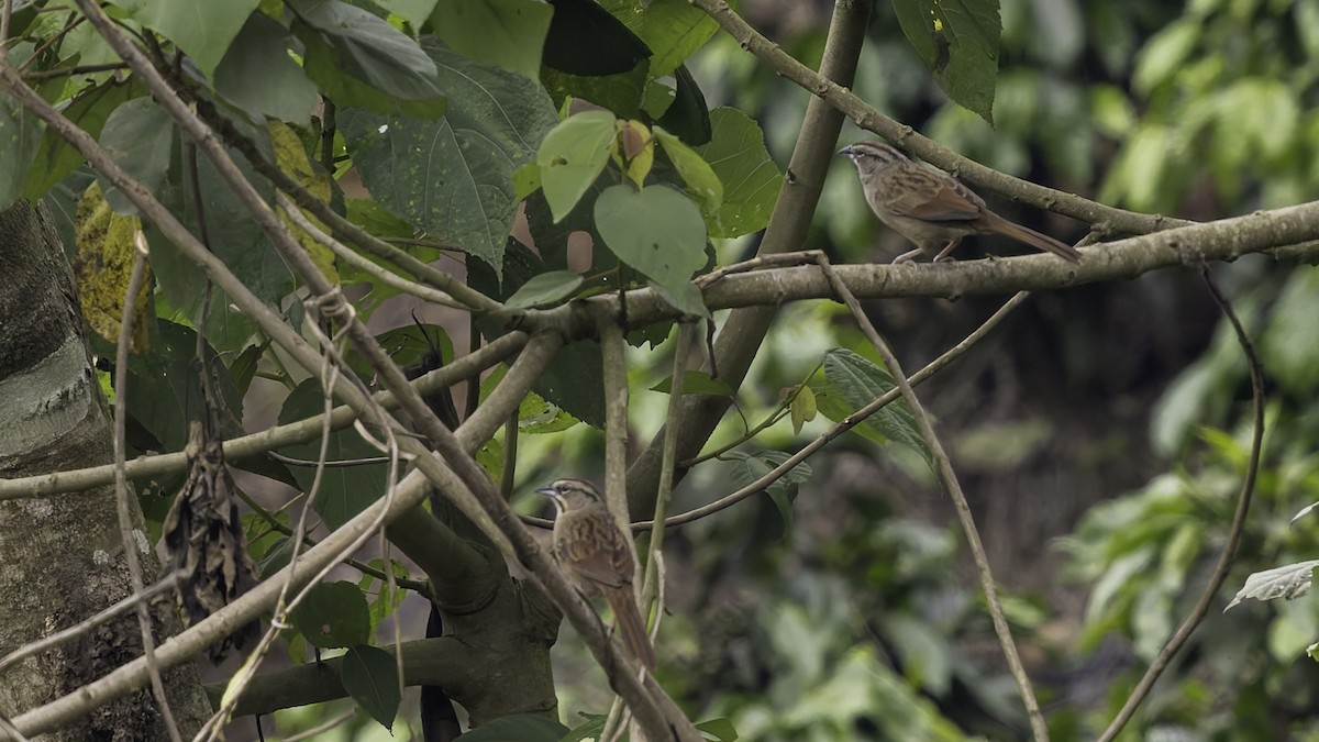 Rusty Sparrow - ML622543206