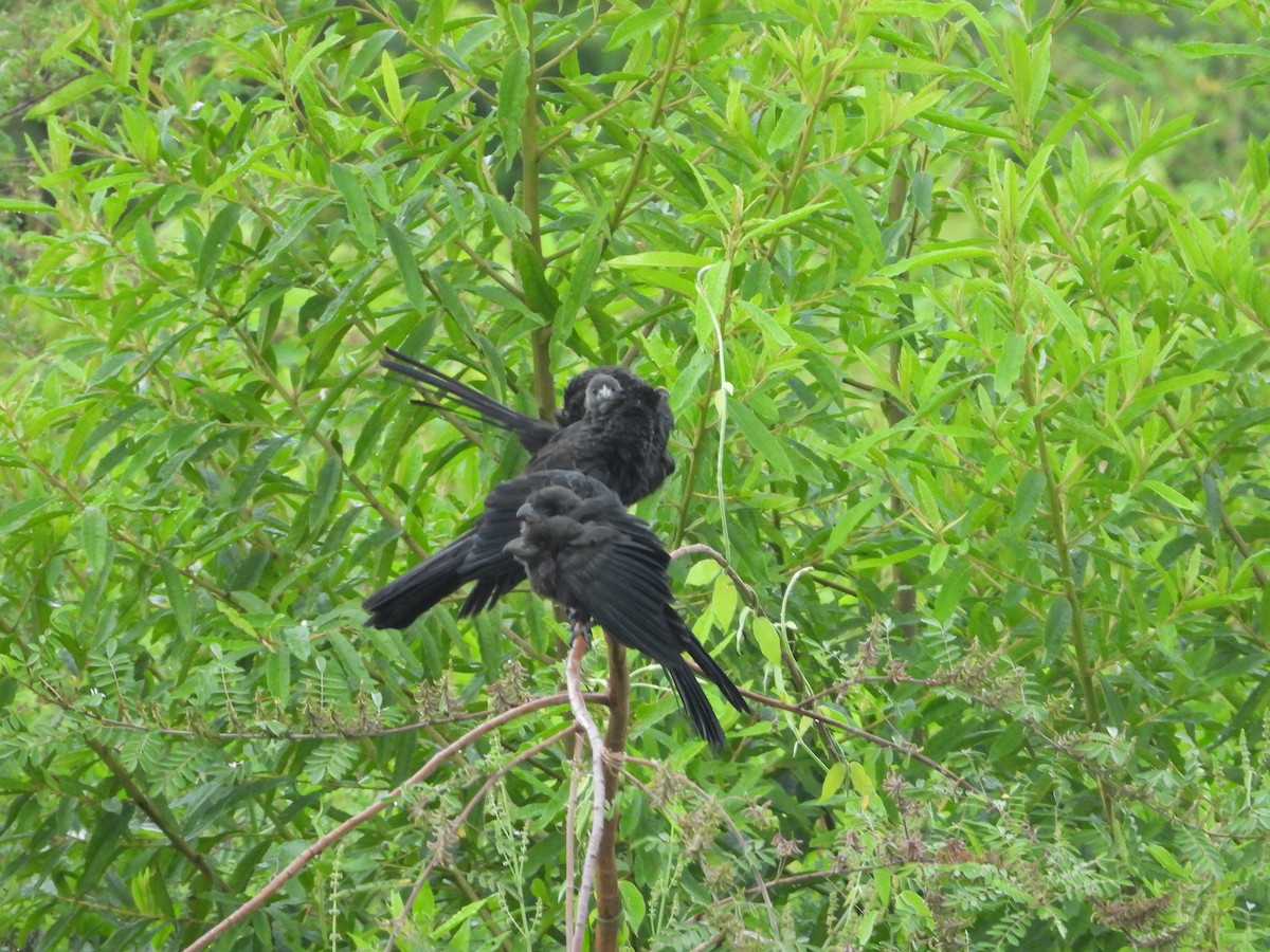 Smooth-billed Ani - ML622543312