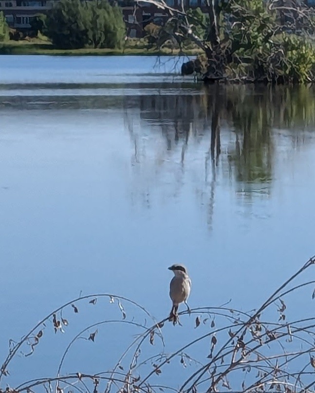 Loggerhead Shrike - ML622543321