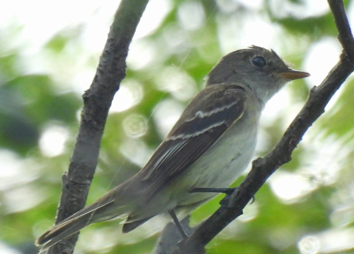 Alder Flycatcher - ML622543322