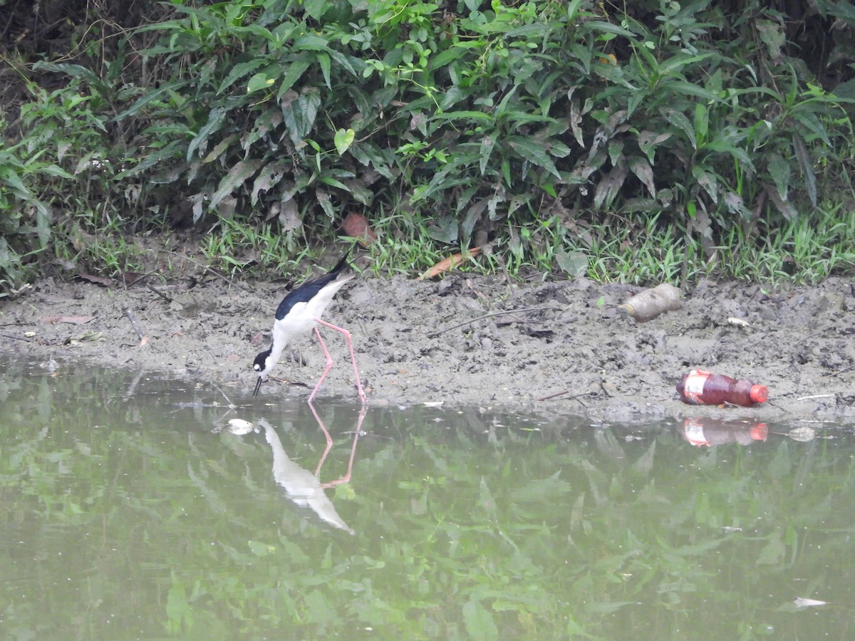 Black-necked Stilt - ML622543323
