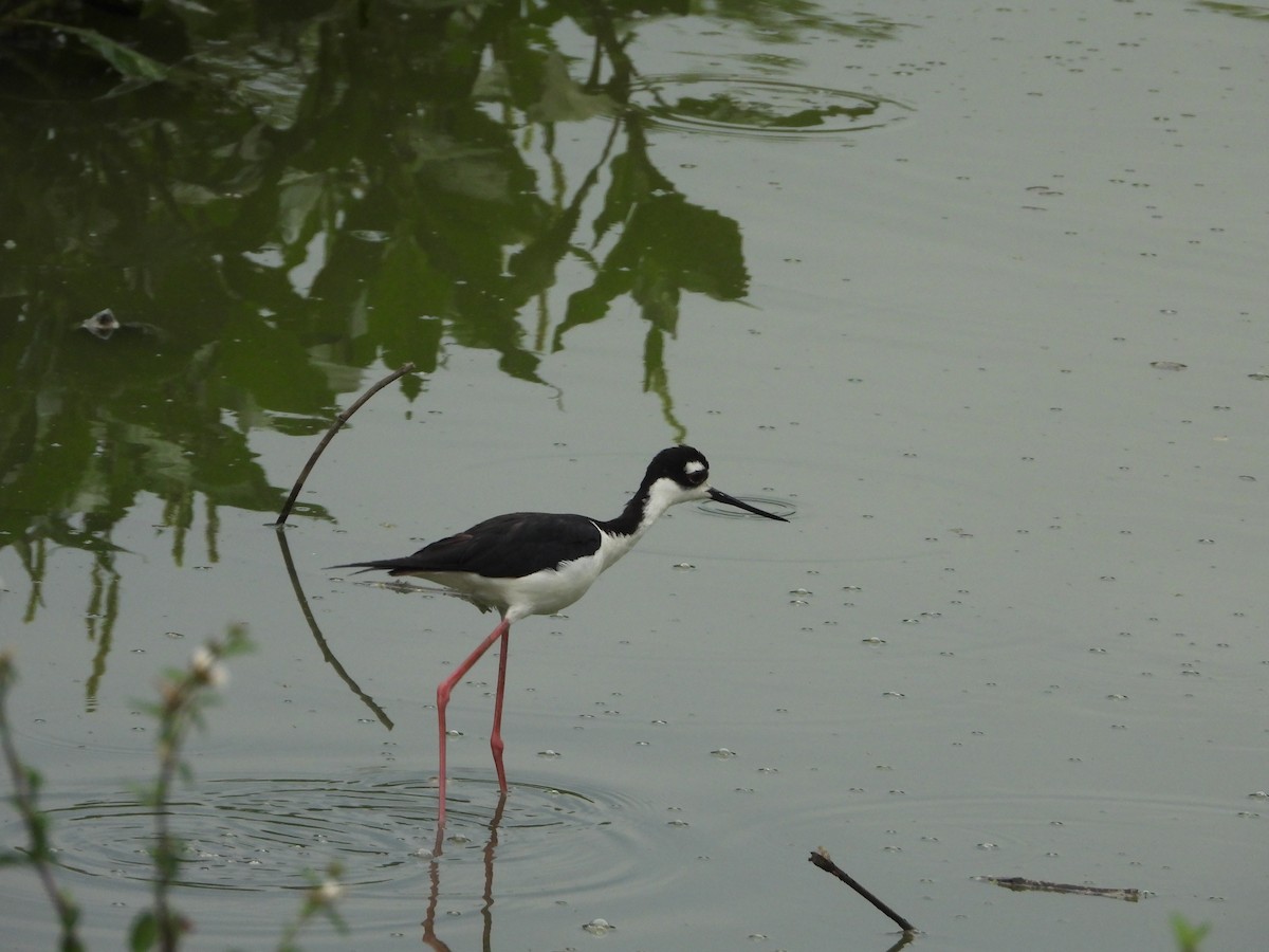 Black-necked Stilt - ML622543324