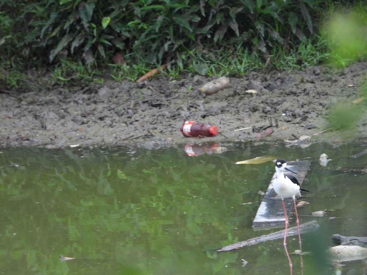 Black-necked Stilt - ML622543325