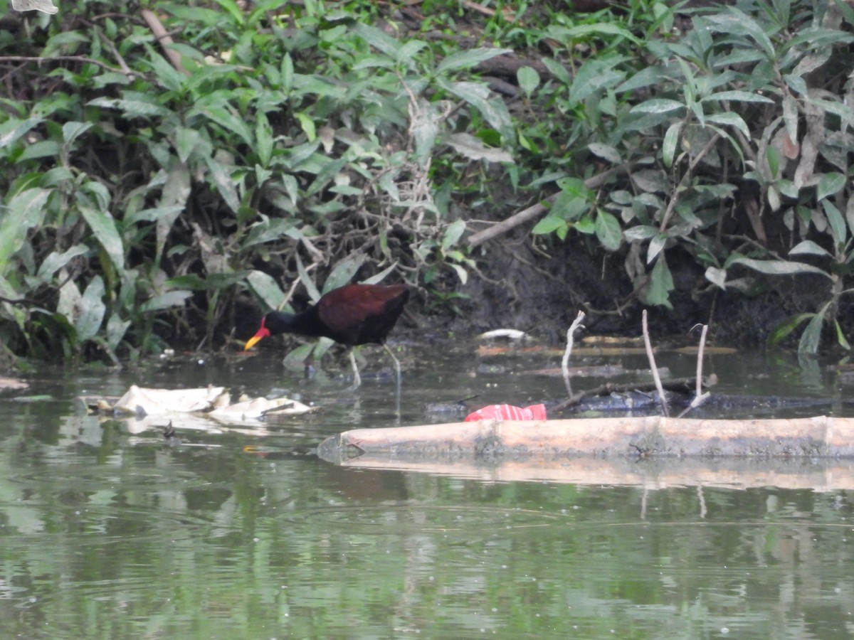 Wattled Jacana - ML622543348