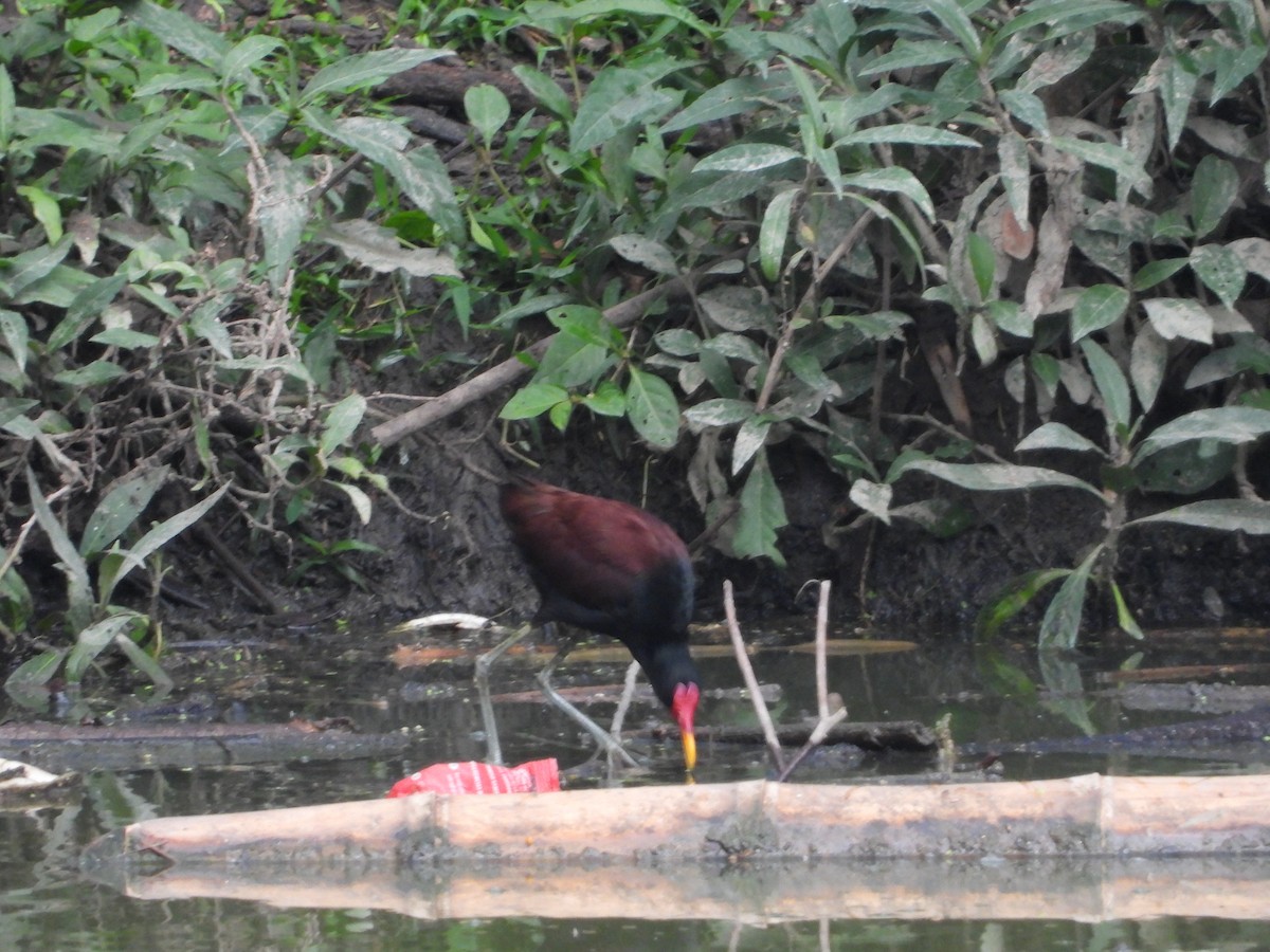 Wattled Jacana - ML622543349
