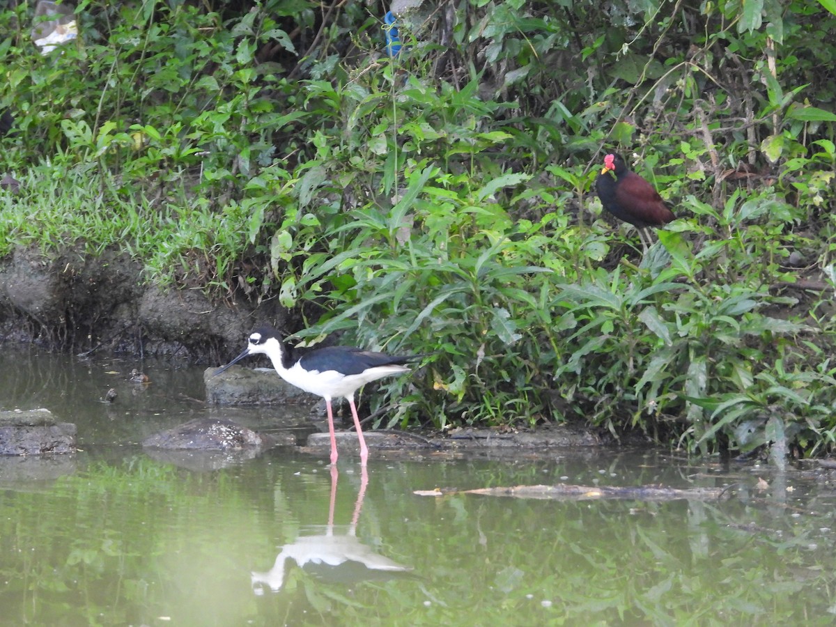 Black-necked Stilt - ML622543352