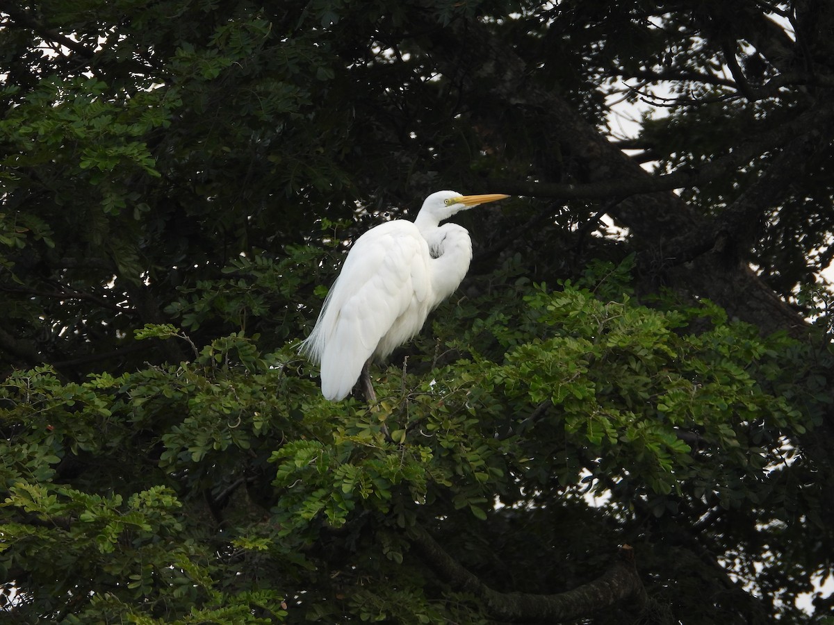 Great Egret - ML622543361