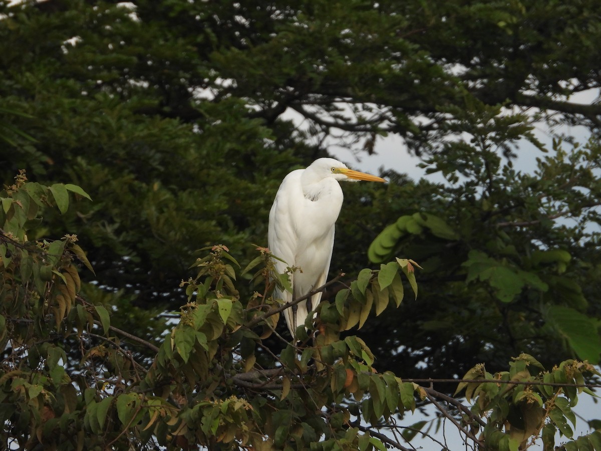 Great Egret - ML622543362