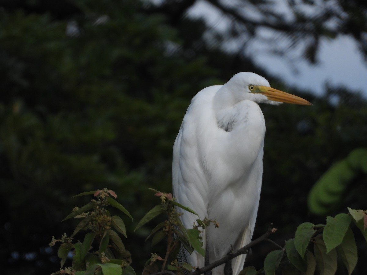 Great Egret - ML622543363