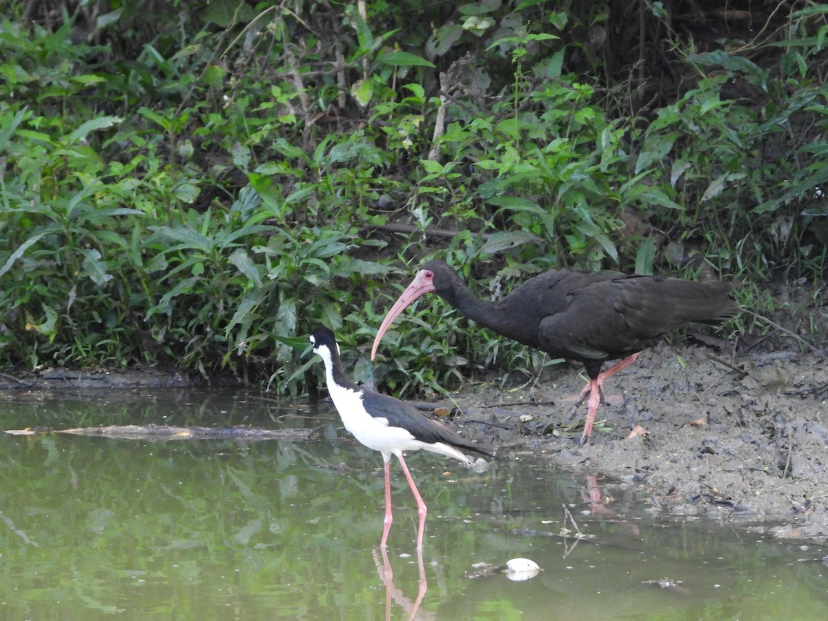 Bare-faced Ibis - ML622543366