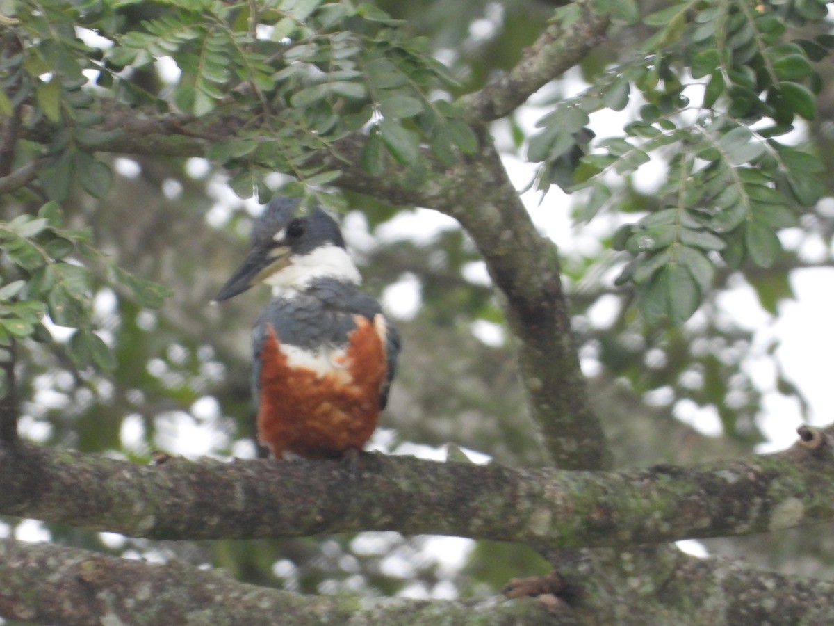 Ringed Kingfisher - ML622543370