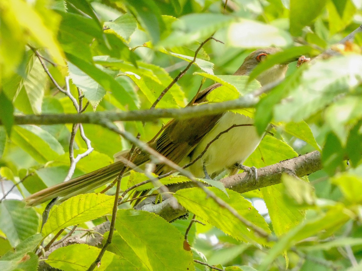 Black-billed Cuckoo - Larry Morin