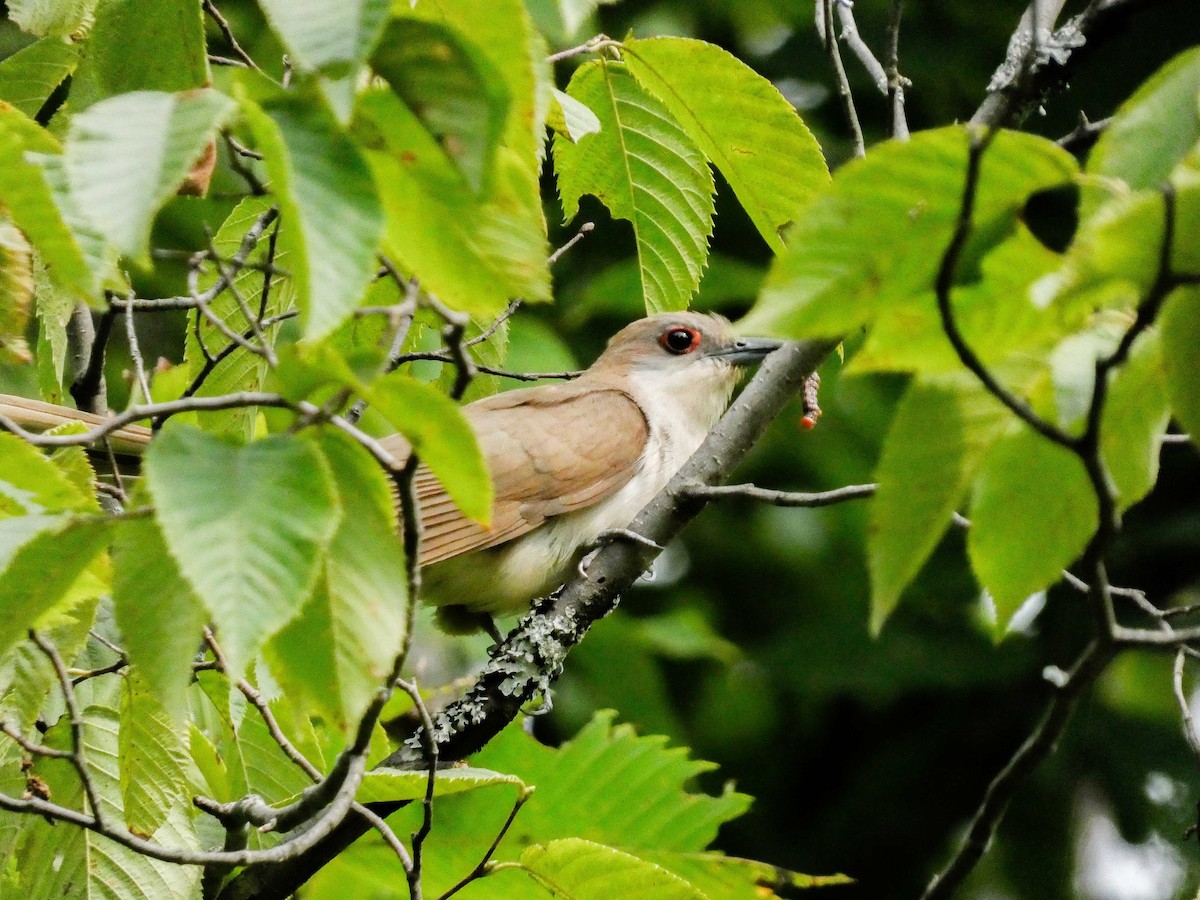 Black-billed Cuckoo - ML622543401