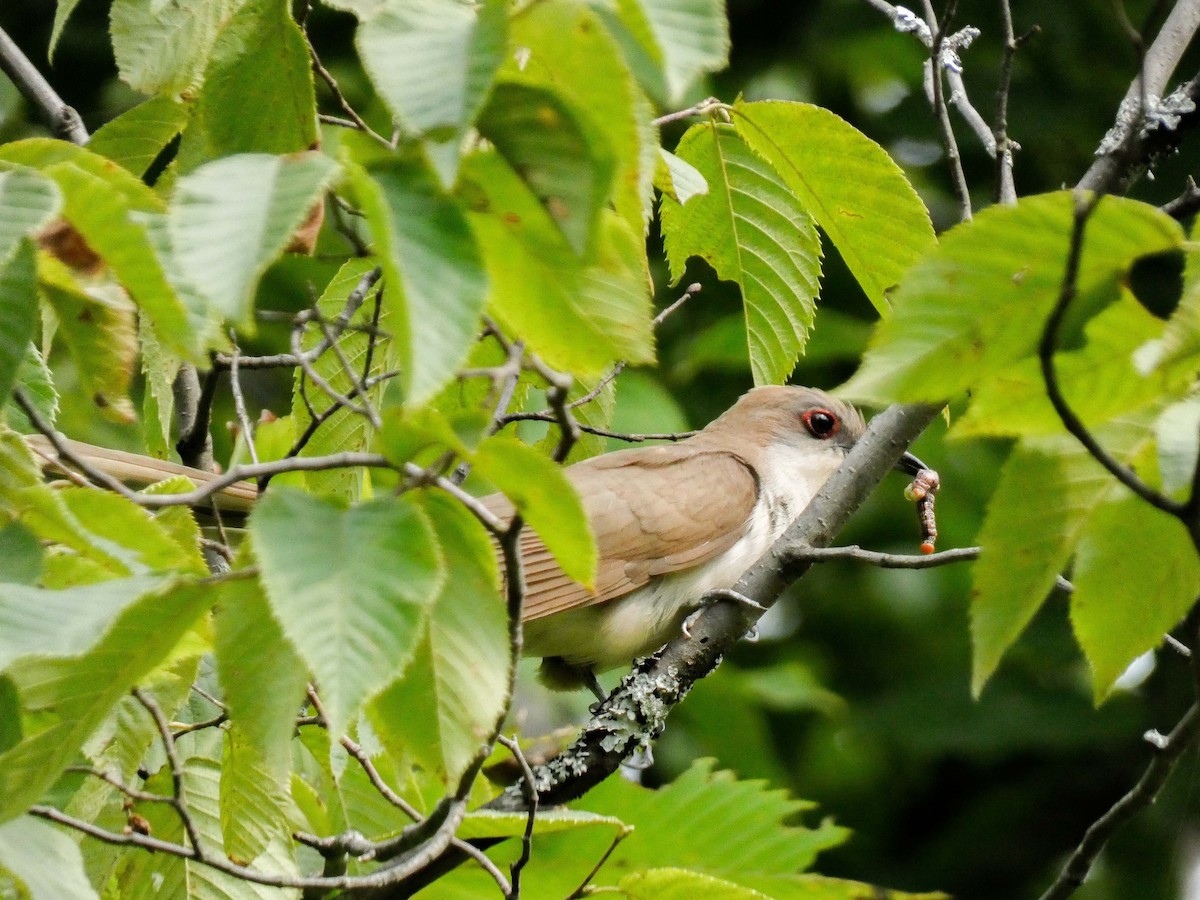 Black-billed Cuckoo - ML622543402