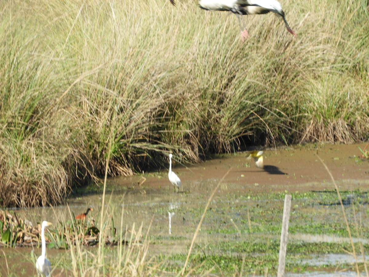 Snowy Egret - ML622543410