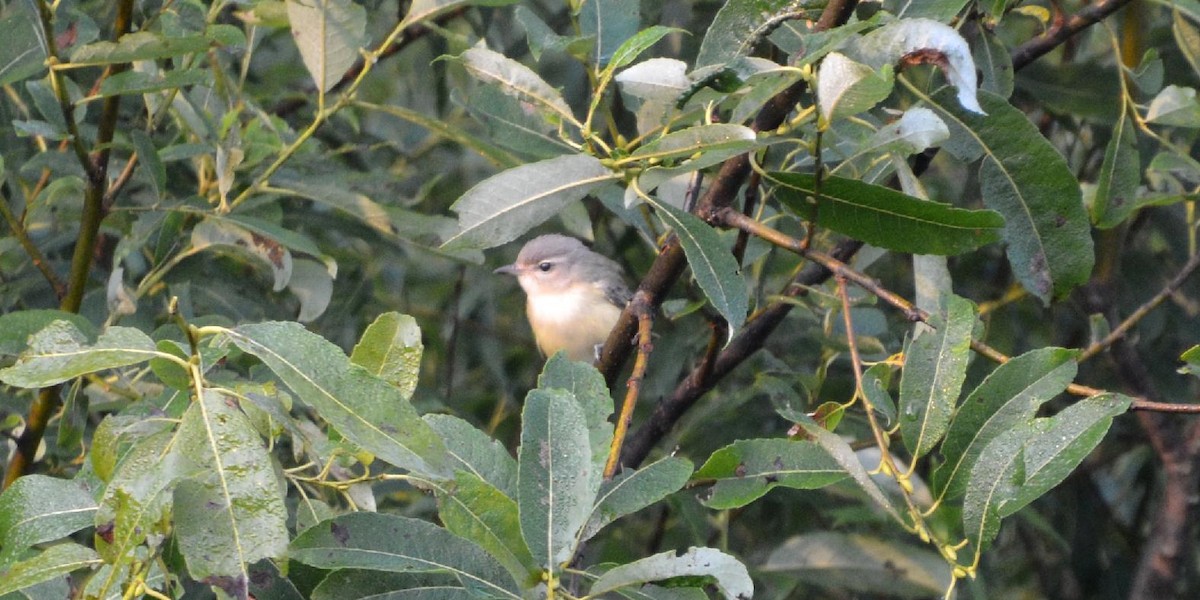 Warbling Vireo - ML622543503