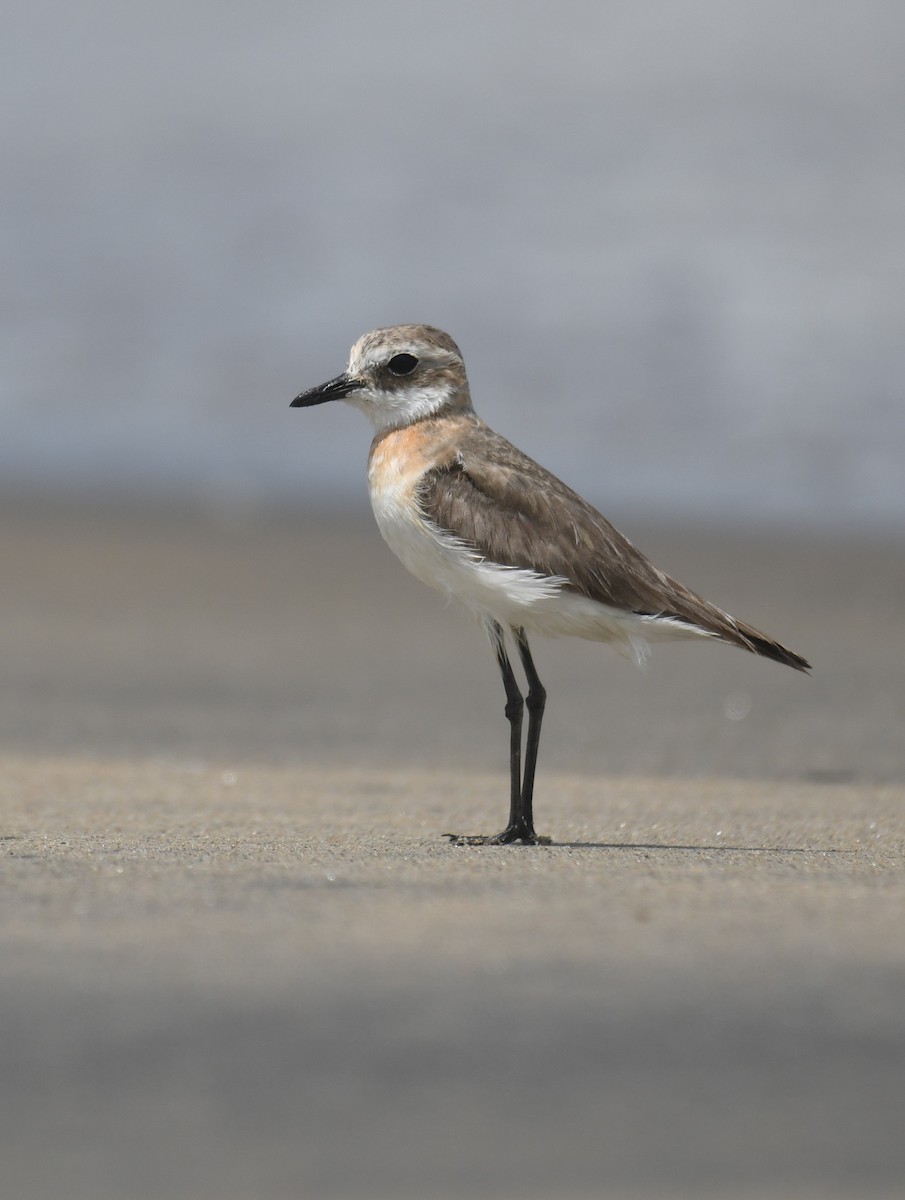 Greater Sand-Plover - ML622543508