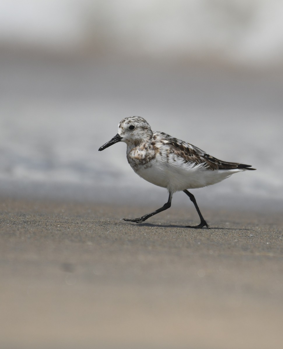 Sanderling - ML622543510