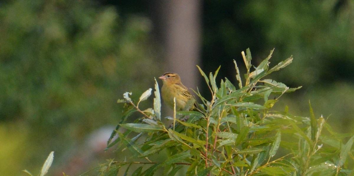 Bobolink - ML622543515