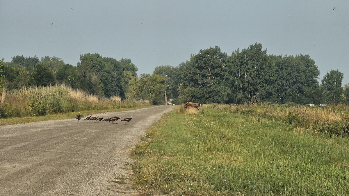 Wild Turkey - Shawn MacDonnell