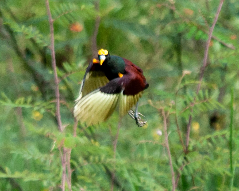 Jacana Centroamericana - ML622543541