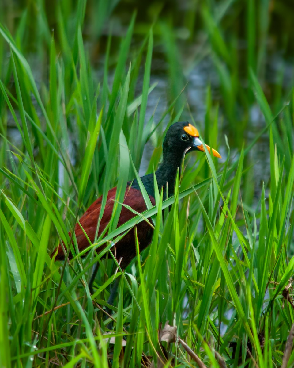 Northern Jacana - Guatemala Quest