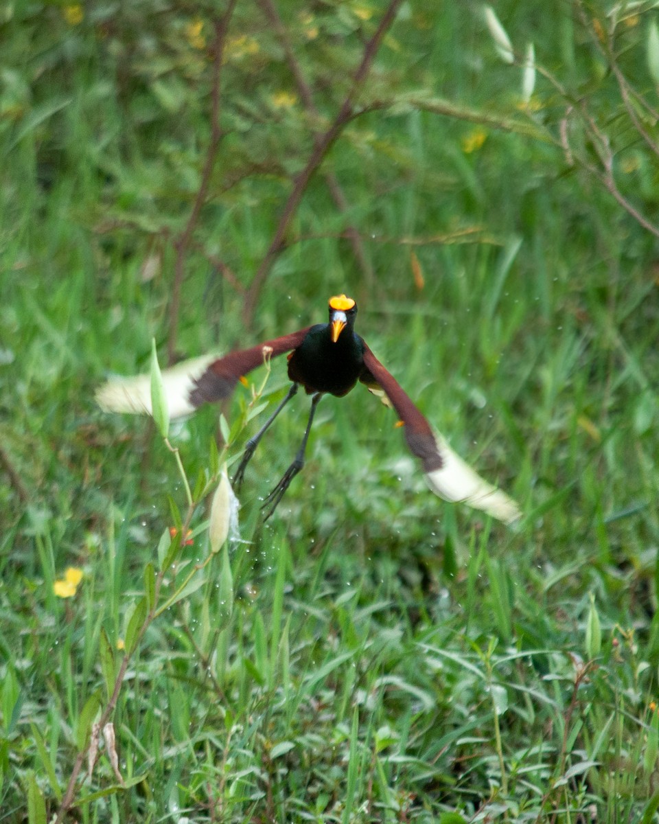 Jacana Centroamericana - ML622543545