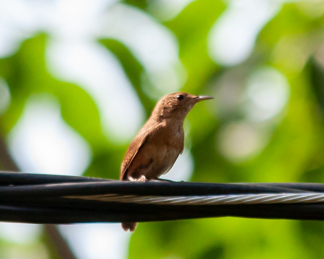 Chochín Criollo - ML622543605