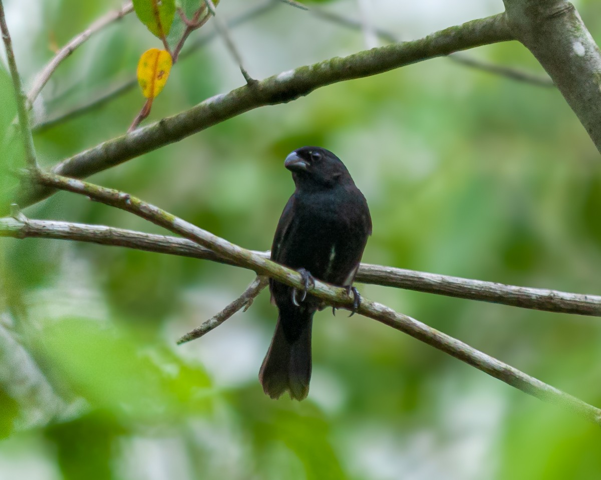 Thick-billed Seed-Finch - ML622543611