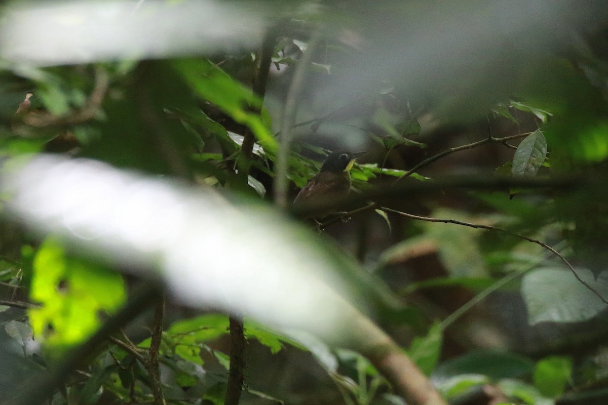 Bulbul Bigotudo - ML622543633