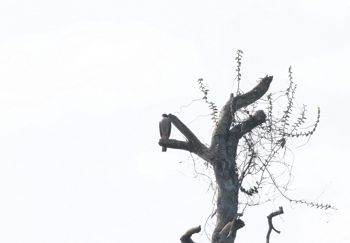 Red-thighed Sparrowhawk - ML622543686