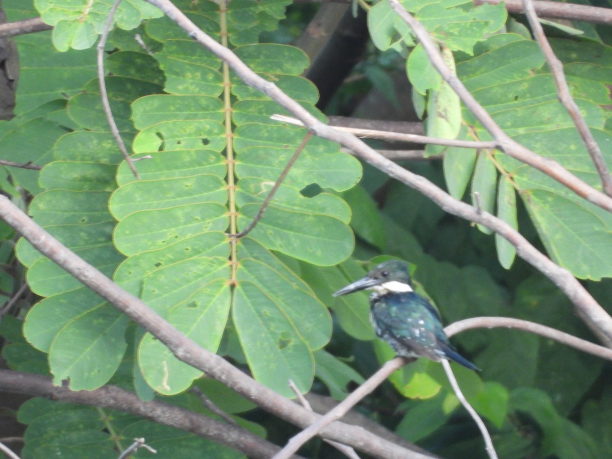 Green Kingfisher - ML622543692