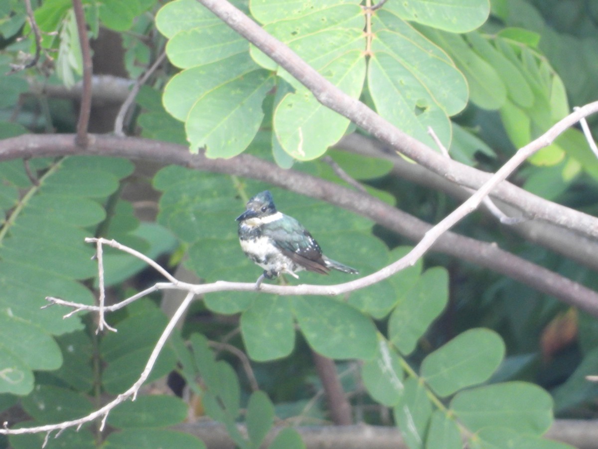 Green Kingfisher - ML622543693
