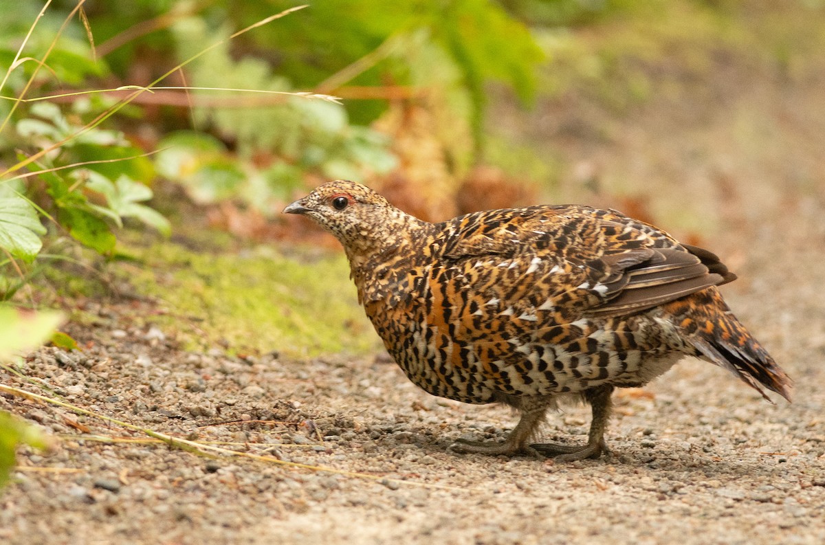 Spruce Grouse - ML622543699