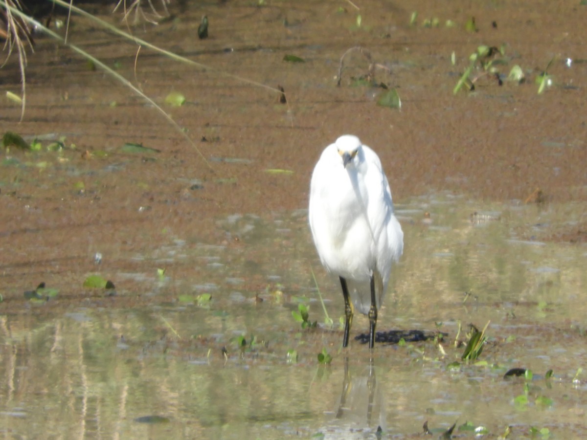 Snowy Egret - ML622543871