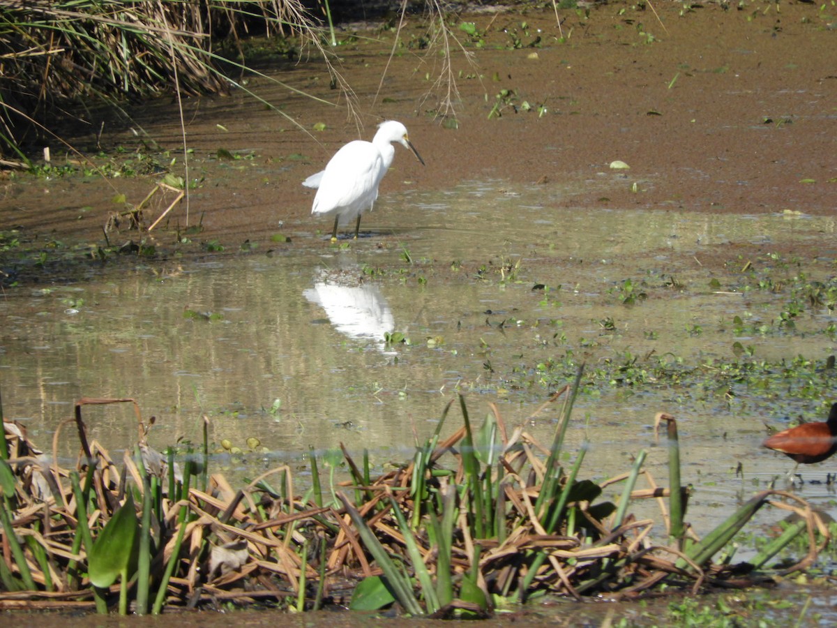 Snowy Egret - Silvia Enggist