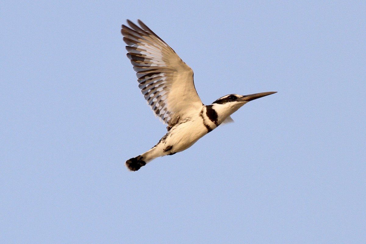 Pied Kingfisher - ML622543925