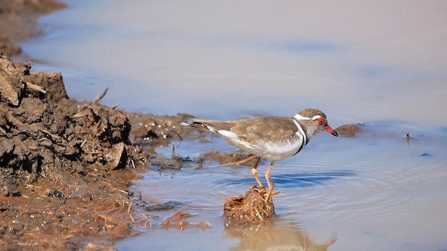 Three-banded Plover - ML622543945
