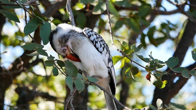 Southern Red-billed Hornbill - ML622543978