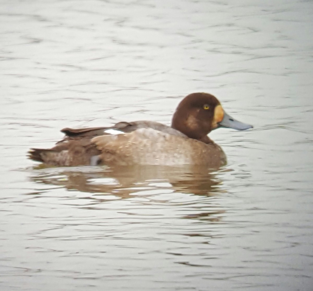 Greater Scaup - Anonymous