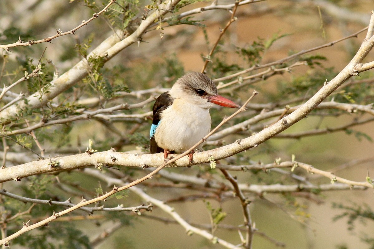 Brown-hooded Kingfisher - ML622543994