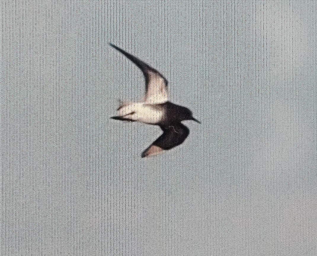 Побережник малий - ML622543997