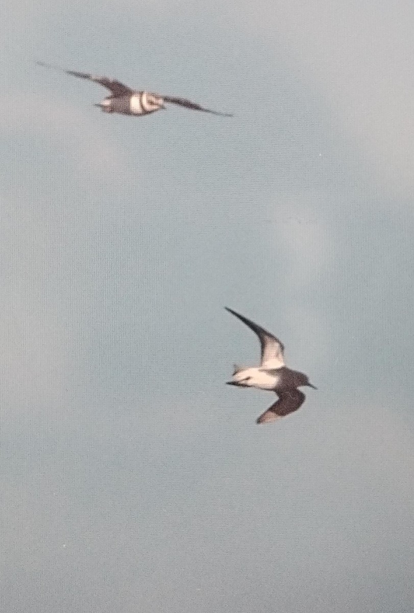 Побережник малий - ML622543998