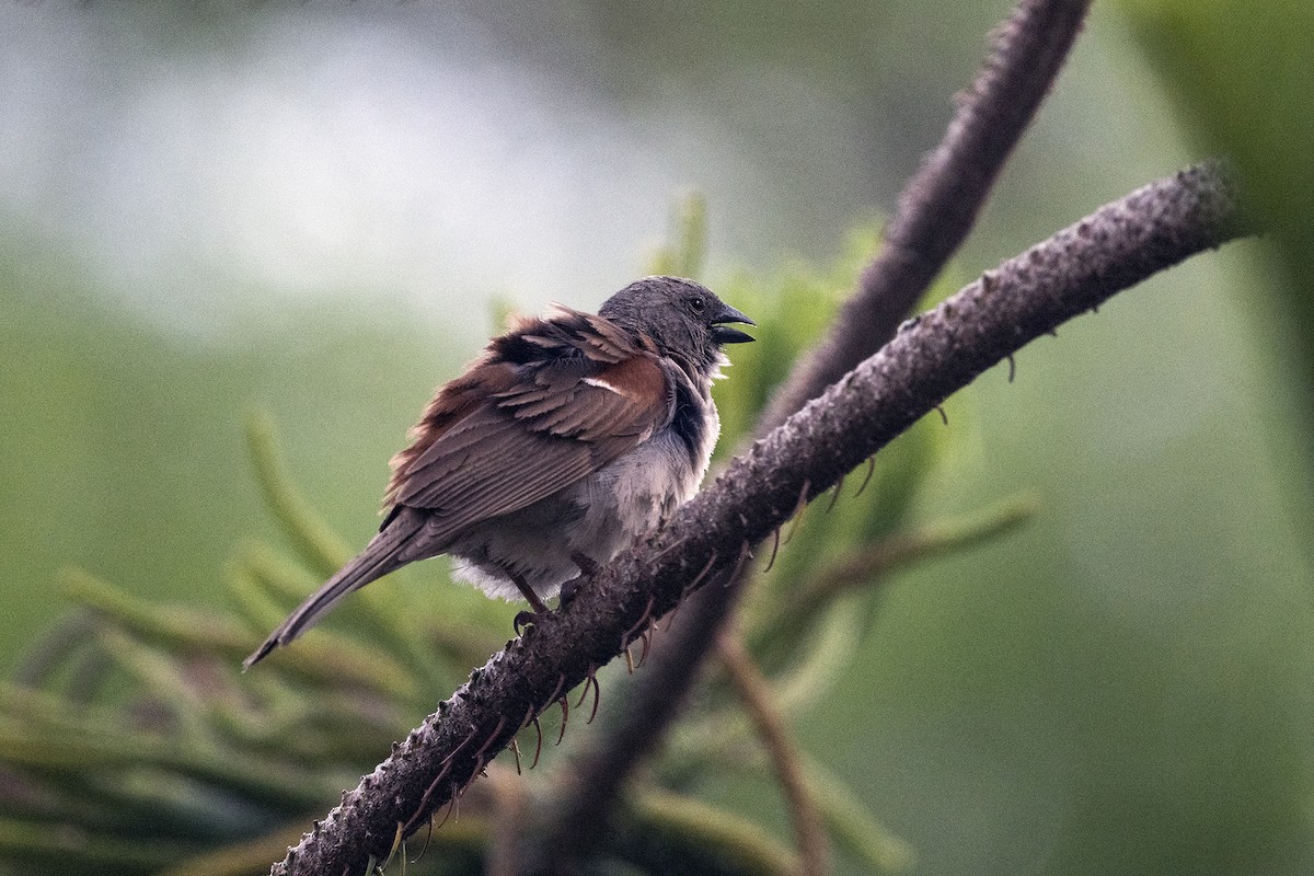 Swainson's Sparrow - Wachara  Sanguansombat